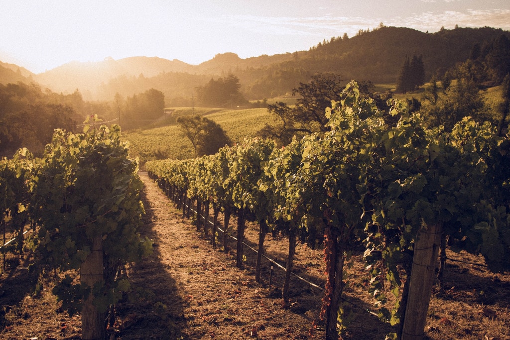 Napa Valley AVA Focus | PalateXposure